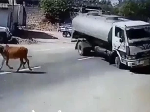 CLIP: Thót tim cảnh ôtô đánh lái xoay 180 độ tránh bò đứng giữa đường