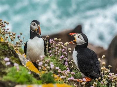 Sự thật đau lòng đằng sau hàng trăm hải âu Bắc Cực chết dạt bờ