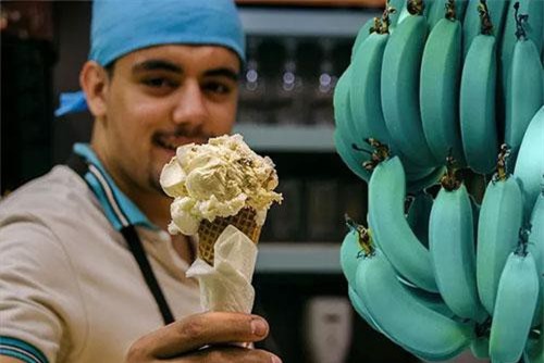 Kỳ diệu loại chuối màu xanh lam tại đảo Hawaii, Mỹ