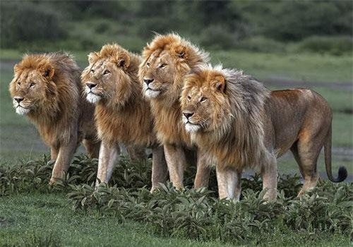 Ảnh hiếm thấy về sư tử, những vị lãnh chúa thảo nguyên