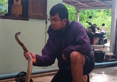 CLIP: Dựng tóc gáy cảnh thanh niên bắt rắn hổ mang hung dữ chỉ bằng tay không