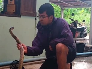 CLIP: Dựng tóc gáy cảnh thanh niên bắt rắn hổ mang hung dữ chỉ bằng tay không