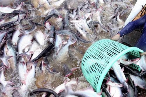 Cá tra Việt lên sàn Alibaba, mở rộng sang nhiều thành phố lớn Trung Quốc