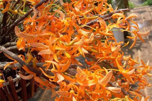 Loài lan đơn cam đẹp rực rỡ, dân "sành lan" Việt mê mẩn