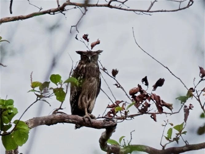 Kham pha bat ngo loai du di phuong Dong quy hiem o VN-Hinh-4