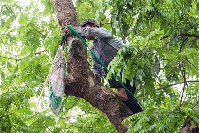 “Người nhện” đu mình trên cây hái sấu non, kiếm bạc triệu ngày - 1