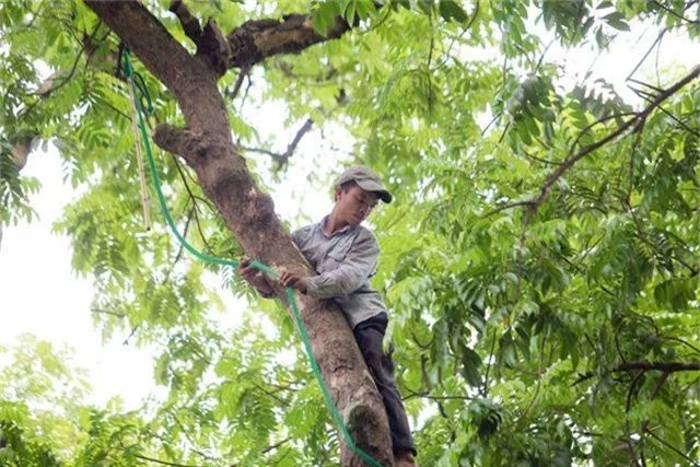 “Người nhện” đu mình trên cây hái sấu non, kiếm bạc triệu ngày - 2