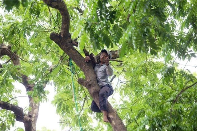 “Người nhện” đu mình trên cây hái sấu non, kiếm bạc triệu ngày - 3