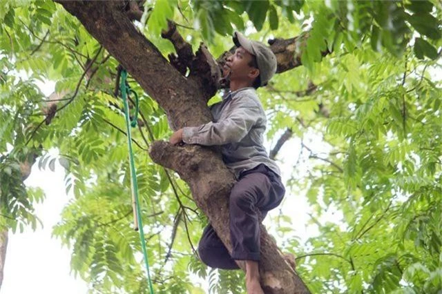 “Người nhện” đu mình trên cây hái sấu non, kiếm bạc triệu ngày - 4