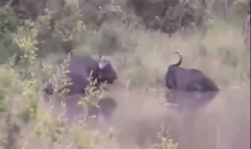 CLIP: Cá sấu bị trâu rừng hất bay lên không trung