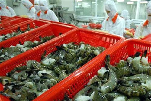 Chưa có chứng cứ khởi xướng điều tra tôm việt nam lẩn tránh thuế tại Mỹ