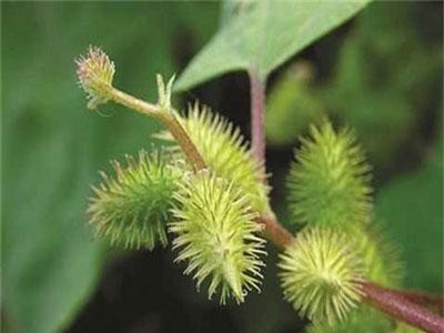 Công dụng chữa bệnh từ cây ké đầu ngựa