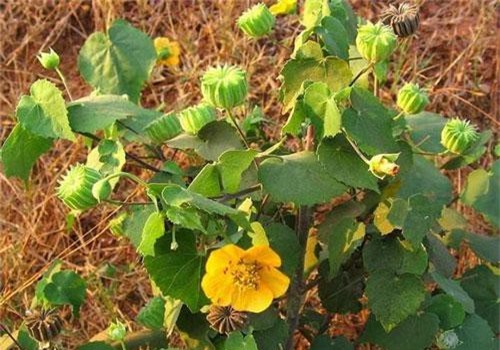 Tác dụng tuyệt vời của cây cối xay ít người biết