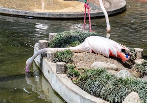 Hồng hạc siêu lười “gây sốt” với thế uống nước cực độc