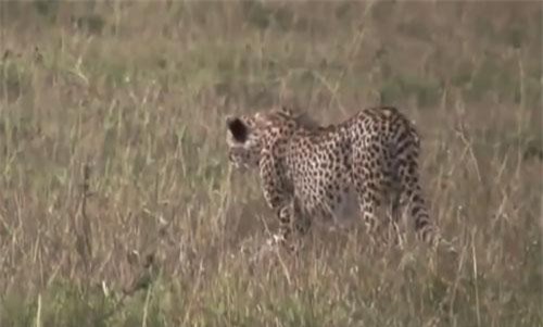 CLIP: Báo săn suýt bỏ mạng khi tấn công lợn rừng