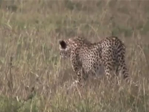 CLIP: Báo săn suýt bỏ mạng khi tấn công lợn rừng