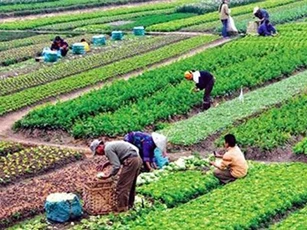 Hướng dẫn liên thông đăng ký kinh doanh, đăng ký thuế của HTX