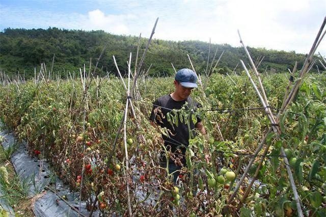  Lâm Đồng: Hơn 3ha cà chua chuẩn bị thu hoạch nghi bị phun thuốc diệt cỏ