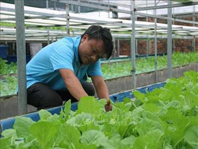 TPHCM: "Chiêu liên hoàn cước" nuôi cá Koi và trồng rau không đất, lời nửa tỷ