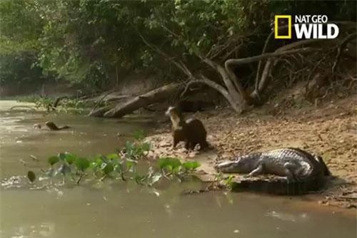 Rái cá hợp lực đánh đuổi cá sấu để bảo vệ đàn con non
