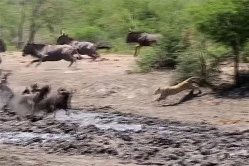 Báo hoa mai nằm phục kích, đợi thời cơ lao ra vồ mồi chớp nhoáng