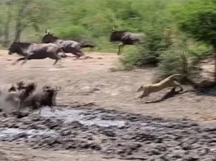 Báo hoa mai nằm phục kích, đợi thời cơ lao ra vồ mồi chớp nhoáng