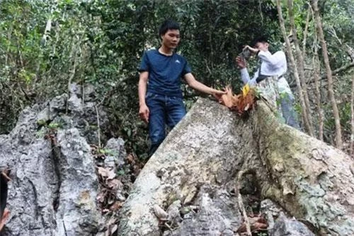 Một cây gỗ nghiến mới bị chặt, gốc vẫn còn tươi. Ảnh: Báo Nhân dân.