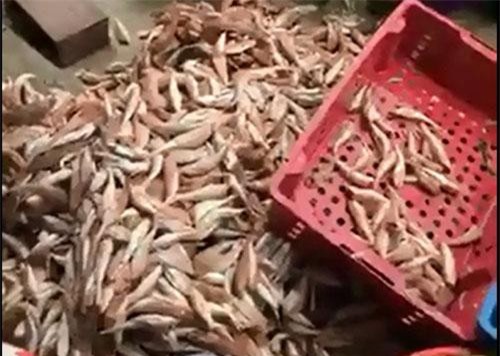 CLIP: Cá đùi gà có độc hay không?