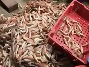 CLIP: Cá đùi gà có độc hay không?