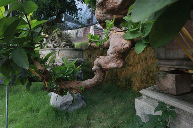 Chiêm ngưỡng cây ổi “mọc ngược” độc nhất vô nhị giá tiền tỷ