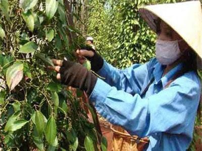Xuất khẩu hồ tiêu vọt tăng về lượng nhưng giảm về giá trị