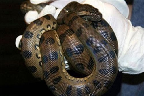Trăn anaconda 3 mét trinh sản, tự đẻ hai con không cần thụ tinh