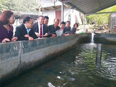 Lào Cai: Tỷ phú “Lũy hói” nuôi cá mõm nhọn như tên lửa trên đỉnh mây mù