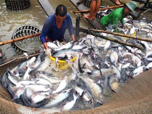 Giá cá tra giảm mạnh do thiếu đơn hàng xuất khẩu