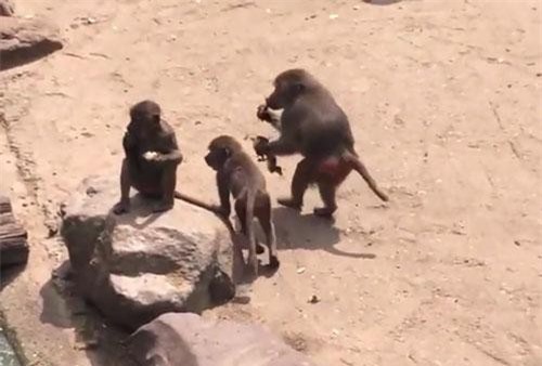 Hãi hùng cảnh khỉ đầu chó săn giết vịt đổi bữa