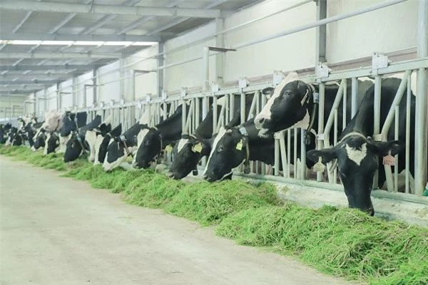 Chăn nuôi bò sữa công nghệ cao là chìa khóa giúp Vinamilk xây dựng lợi thế cạnh tranh