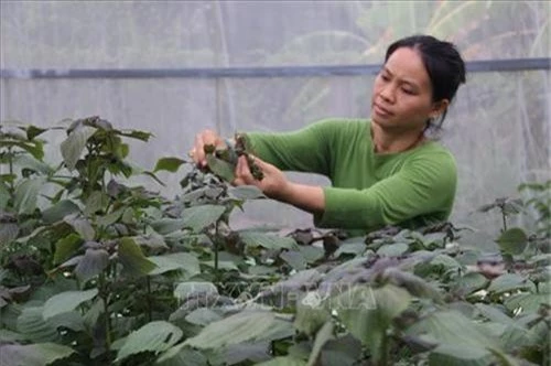 "chieu lien hoan cuoc" nuoi ca koi+trong rau khong dat, loi nua ty hinh anh 2