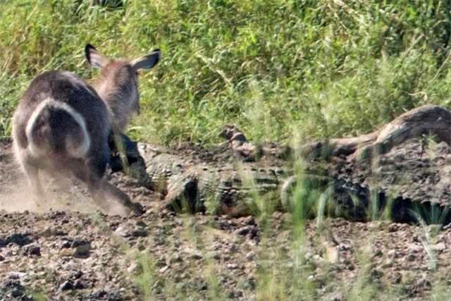 Khi ‘cả thế giới quay lưng lại’, nhưng linh dương Waterbuck vẫn tạo ra điều thần kỳ này