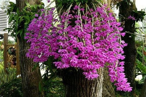 Khám phá bất ngờ loài lan phi điệp tím "siêu hot" ở Việt Nam