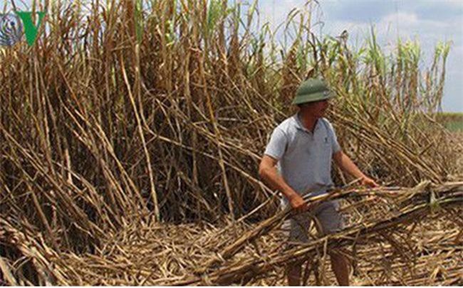 Thuế nhập khẩu sắp về 0% doanh nghiệp mía đường chưa tự tin ứng phó