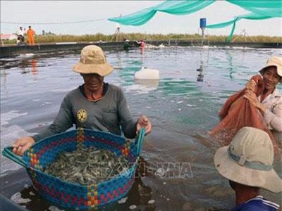 Kiên Giang: Làm bể lót bạt nuôi tôm thẻ dày đặc, dân trúng lớn