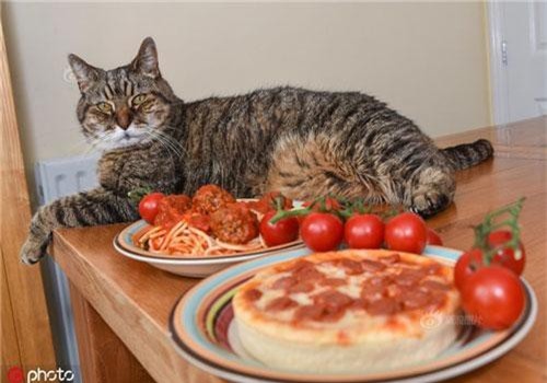 Gặp gỡ chú mèo siêu "chảnh" chỉ ăn pizza và mỳ ống