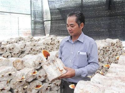 Sơn La: Tiền tỷ “mọc” ra từ những cành củi khô