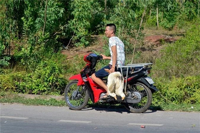 Dan xum lai 'hoi vit' tren xe tai bi lat o Quang Binh: Cong an vao cuoc dieu tra hinh anh 1