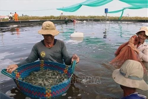 kien giang: lam be lot bat nuoi tom the day dac, dan trung lon hinh anh 1