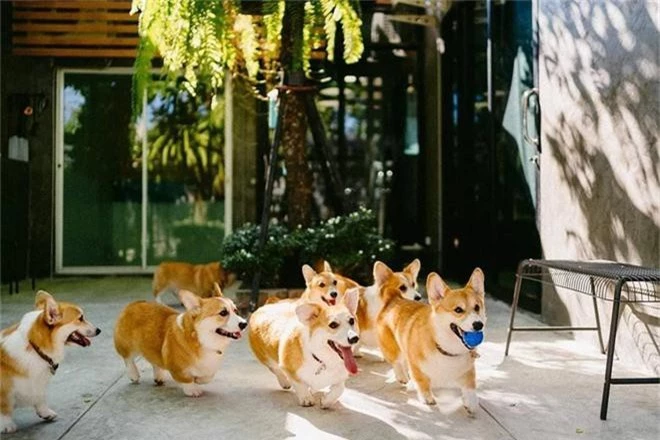 Siêu cấp dễ thương: Quán cà phê chó corgi nổi tiếng nhất Bangkok khiến dân tình phát sốt, con nào con nấy cũng ú nu ú nần - Ảnh 1.