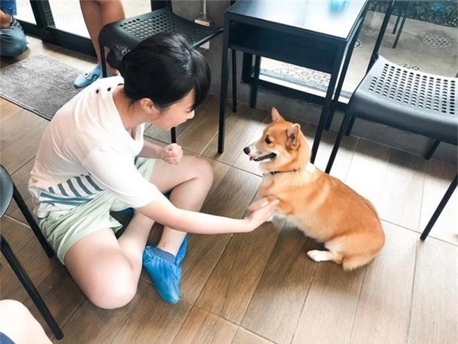 Siêu cấp dễ thương: Quán cà phê chó corgi nổi tiếng nhất Bangkok khiến dân tình phát sốt, con nào con nấy cũng ú nu ú nần - Ảnh 19.