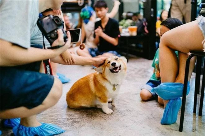 Siêu cấp dễ thương: Quán cà phê chó corgi nổi tiếng nhất Bangkok khiến dân tình phát sốt, con nào con nấy cũng ú nu ú nần - Ảnh 2.