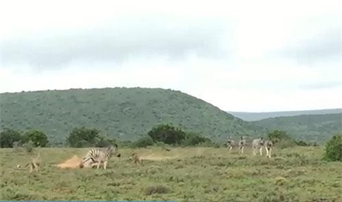 "Chuyện lạ" kẻ săn mồi lại bị con mồi truy đuổi