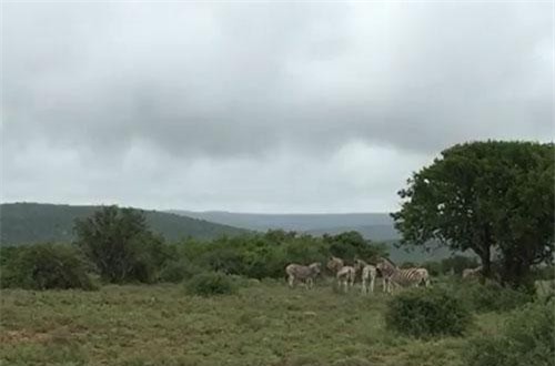 CLIP: Ngựa vằn "ngứa mắt", truy sát báo săn